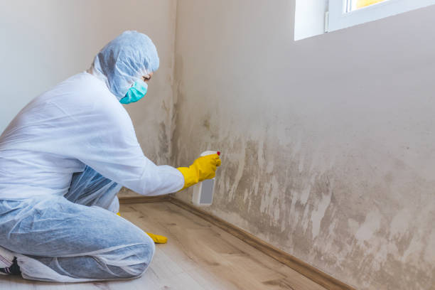 Professional Mold Remediation in Hill City, KS